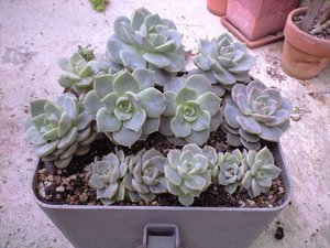 多肉植え替え。。。