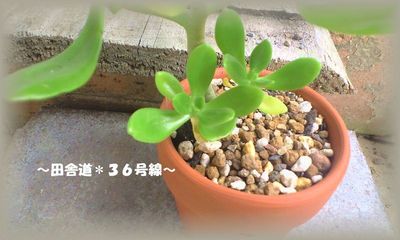多肉植物。。。