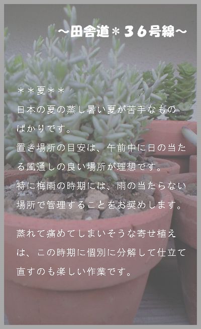 多肉の育て方のポイント