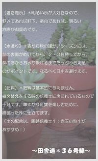 多肉の育て方のポイント