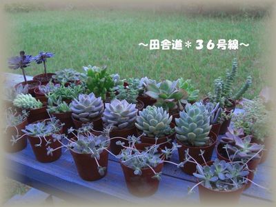 多肉販売＊イベント用＊