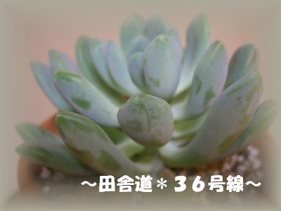 育てやすいですよ～（＾＾）