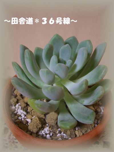 育てやすいですよ～（＾＾）
