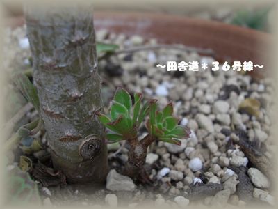 多肉植物＊黒法師＊
