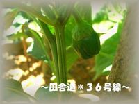 豊作!?（＾＾）