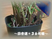 多肉との合性。。。