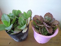 子宝草。。。