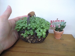 子宝草。。。