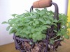 子宝草。。。