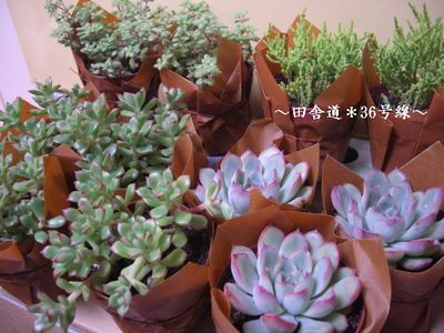 のみの市　【多肉植物４】