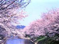 もう少しで各務原は桜の季節です 2007/02/19 15:18:00
