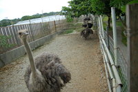 ダチョウランド賃貸可能♪今帰仁村貸ダチョウランド♪ 2007/08/10 16:35:30