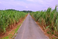 緑畑の散歩道 2007/11/13 17:17:21