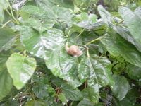 雨の日のカタツムリ 2006/06/02 18:56:02
