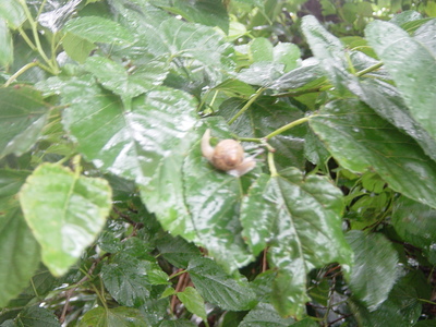 雨の日のカタツムリ