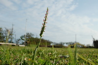 植物探検隊 2007/04/14 12:08:03