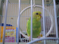 新しい家族 2009/01/20 21:25:52