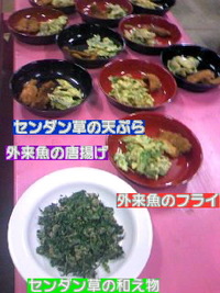ホタレンジャー冒険キャンプ１日目 2011/07/29 23:12:42