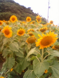 ひまわり畑☆離乳食 2008/06/02 23:37:07