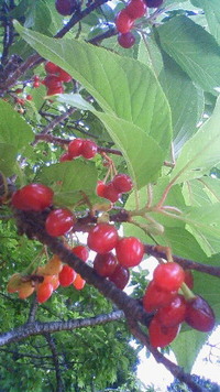 さくらんぼたっくさん♪ 2009/03/17 13:15:11