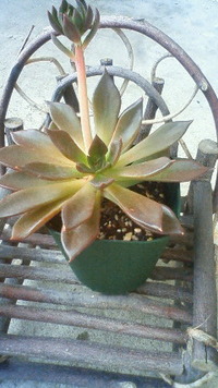 開放日♪ 2009/09/16 11:13:36