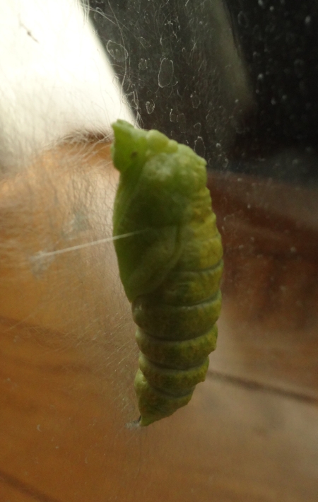 アゲハの幼虫の飼育　2015