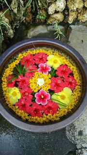 本日のお花～♪ 2016/10/17 10:51:51