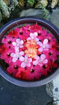 本日のお花～～～♪ 2016/10/21 15:02:17