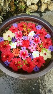 本日のお花～♪ 2016/10/29 11:37:46