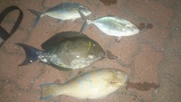 こつ？ 2013/02/03 22:40:00