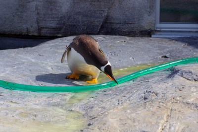 ぺんぎん館２０