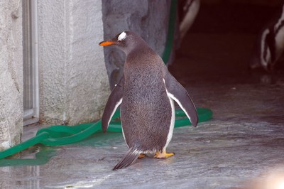 ぺんぎん館２８