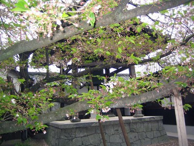今井町１８