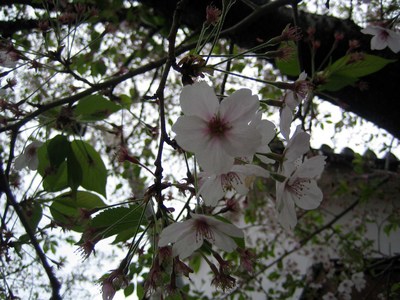今井町１９