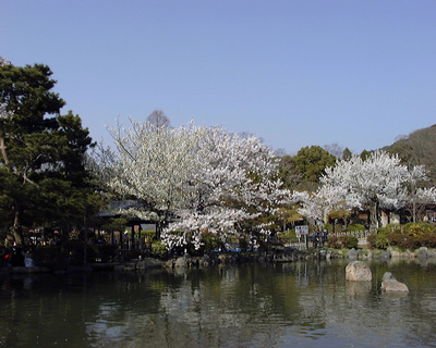 桜が似合う町京都