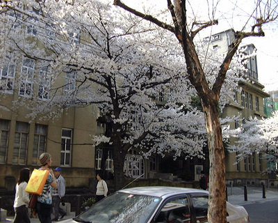 桜が似合う町京都