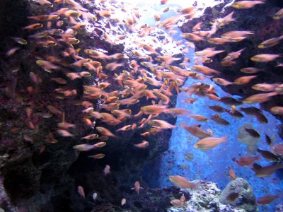 水族館　２