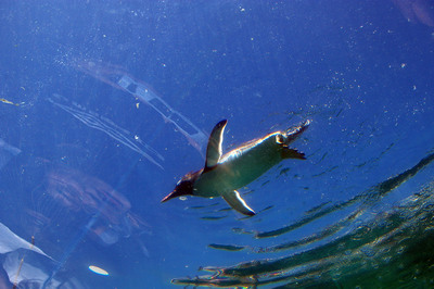 空とぶペンギン