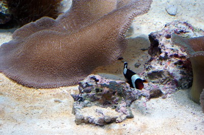 美ら海水族館10