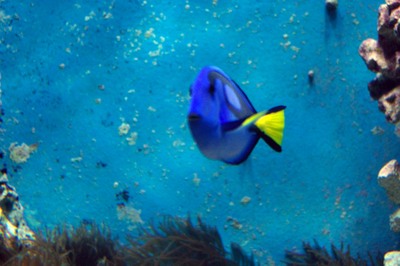 美ら海水族館12