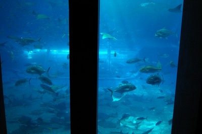美ら海水族館13