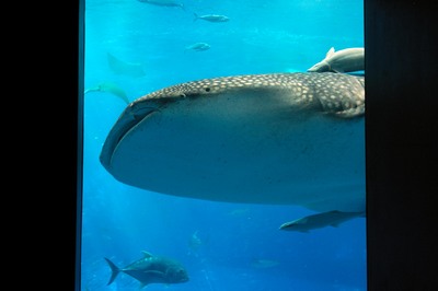 美ら海水族館15
