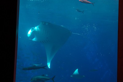 美ら海水族館17