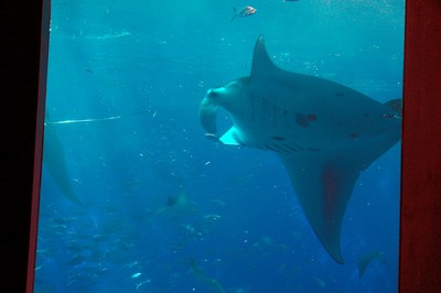 美ら海水族館18