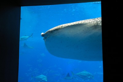 美ら海水族館19