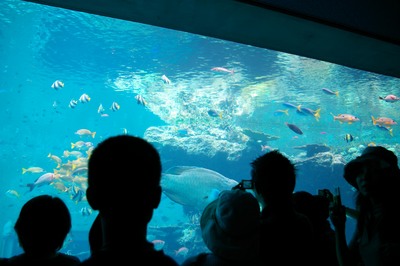 美ら海水族館2