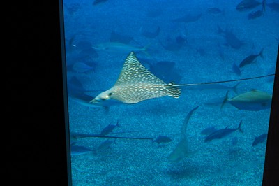 美ら海水族館20