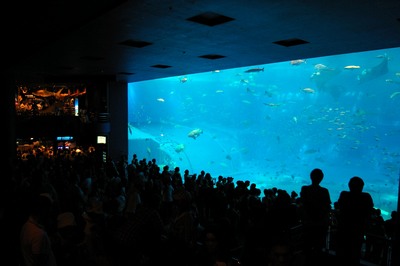 美ら海水族館21