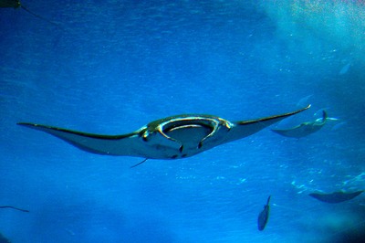美ら海水族館23