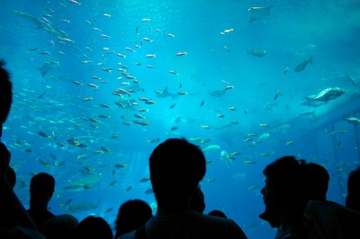 美ら海水族館24